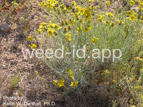 groundsel, threadleaf